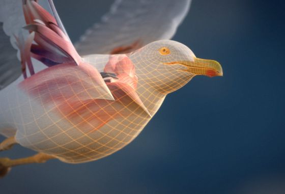#d-visualisering av måke hvor vi kan se muskelbygningen i vingen og bryst